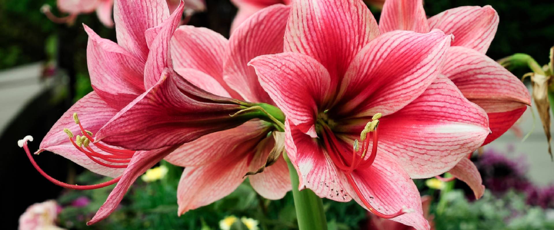 Amaryllis poisonous to sales dogs